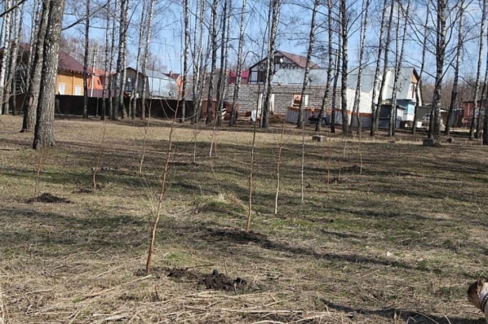 Саженцы в берёзовой роще в Пролетарском районе.