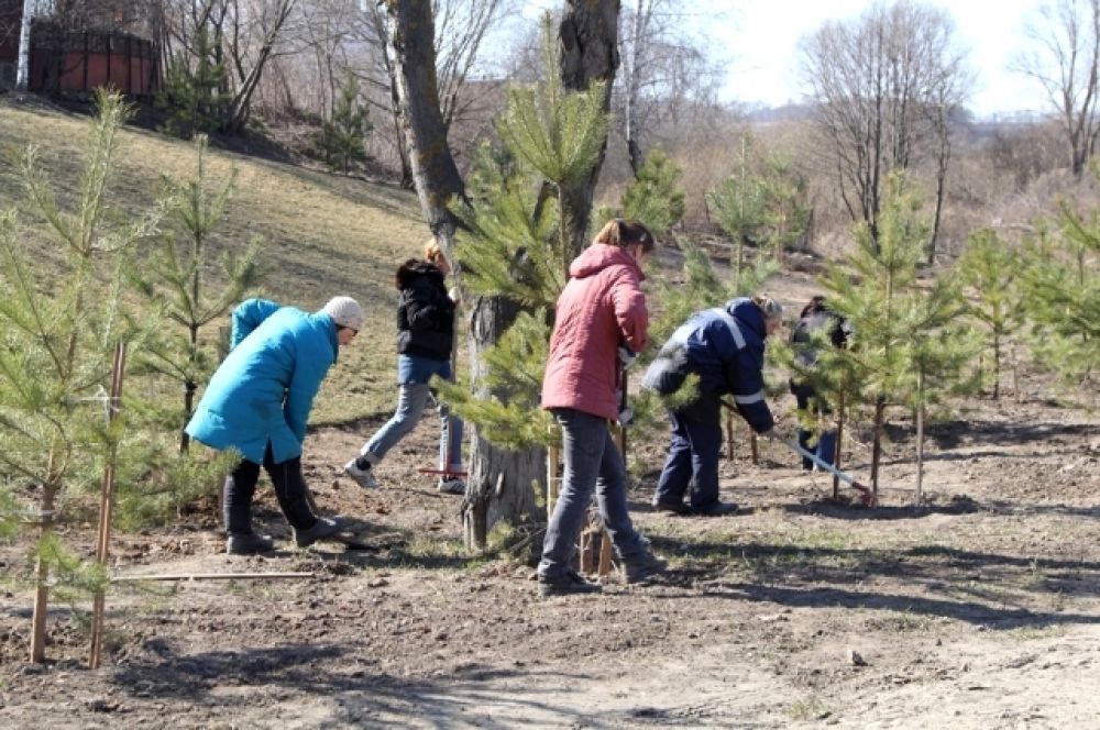 Уборка возле недавно высаженных сосен на улице Чмутова.