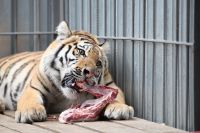Тигрица ест мясо