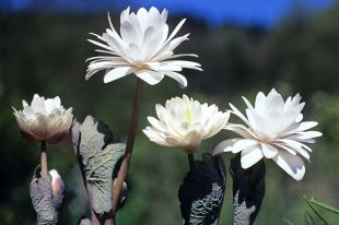 Cангвинария.