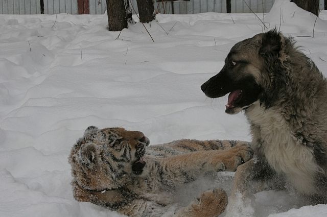 Тигр не всегда загрызает собак.