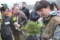 Молодые кедры очень хрупкие, и пока больше похожи на траву.