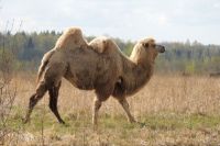 Ферма в Марьино - единственное место в регионе, где верблюды живут в естественных условиях.