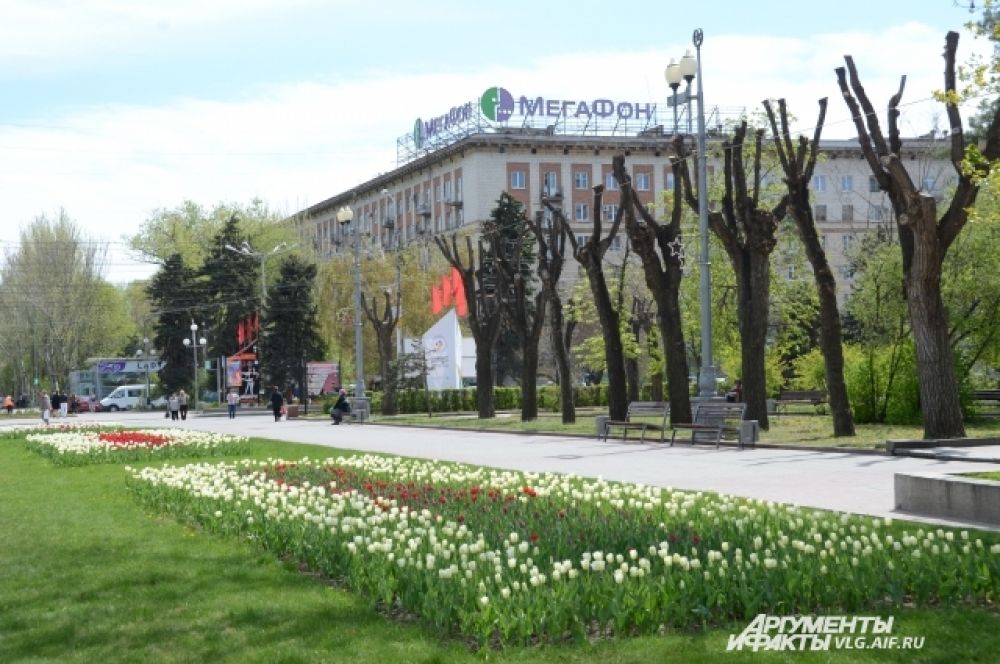Центр Волгограда уже сложно представить без цветочных клумб.