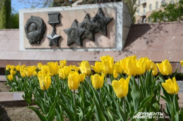 Традиционно к Дню Победы в Волгограде расцветают тюльпаны, высаживаемые городскими властями.