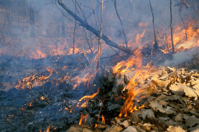 В Омской области продолжаются лесные пожары.