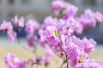 Очарование цветущего дерева недаром породило в Японии ритуал любования цветущей сакурой и любимый народный праздник, совпадающий с приходом Нового года. Может, и нам его перенести с января на май?