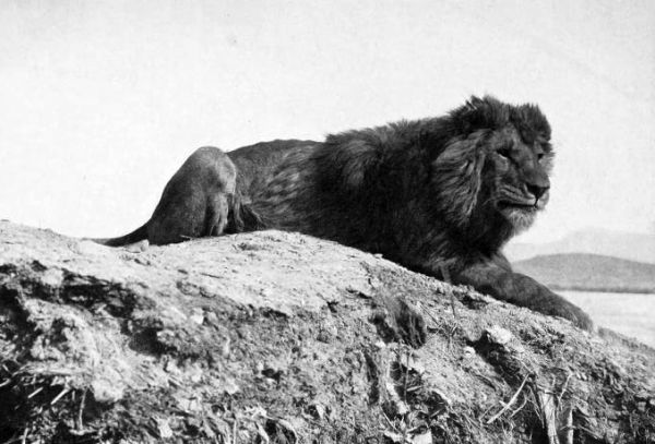Барбарийского льва еще называли атласским или нубийским. Он обитал на севере африканского континента и был самым крупным среди всех видов львов. Барбарийские львы не объединялись в прайды, а жили поодиночке из-за скудности пропитания. Популяция вида сократилась из-за распространения огнестрельного оружия и истребления хищника. Последний свободный лев был застрелен в 1922 году в Марокко.