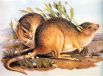 Гологрудого кенгуру называют еще степной кенгуровой крысой. Обитатель австралийских каменистых равнин, животное было единственным видом одноимённого рода из семейства Кенгуровых крыс. Сегодня гологрудые кенгуру – вымерший вид, а последнее упоминание о виде датируется 1930-ым годом.