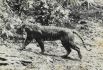 Яванский тигр – это подвид тигра, обитавшего на индонезийском острове Ява. Тигр потерял свою среду обитания вследствие разрастания сельского хозяйства. В 1950 году было зафиксировано всего 25 особей, а с 1984-го по 1993-й год учёные не смогли найти никаких доказательств существования подвида, и он был признан вымершим. Последнего яванского тигра видели в природе в 1979 году.