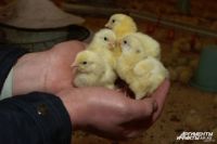 9 цыплят вернулись к своему хозяину.