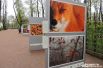 Выставка состоит из 60 фотографий лесной флоры и фауны.