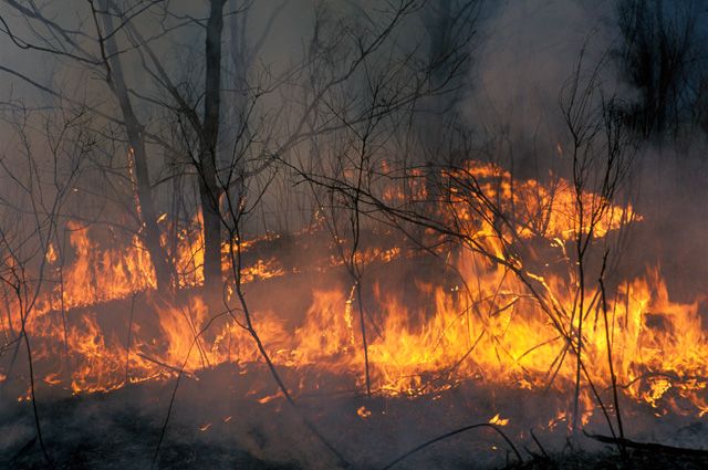 Из=за пожара сгорело 15,5 гектаров леса.