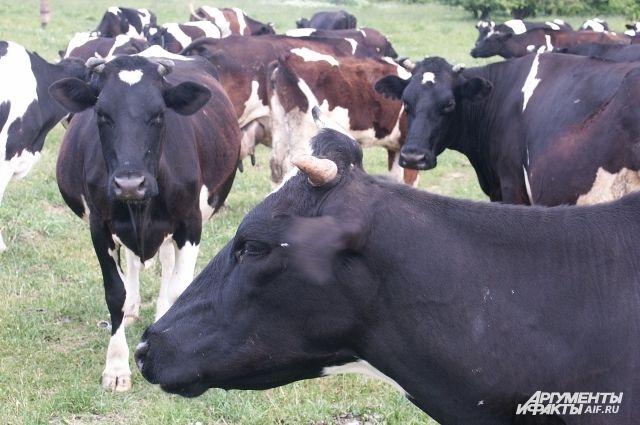 У региональных сельхозпроизводителей возникла проблема убоя скота.