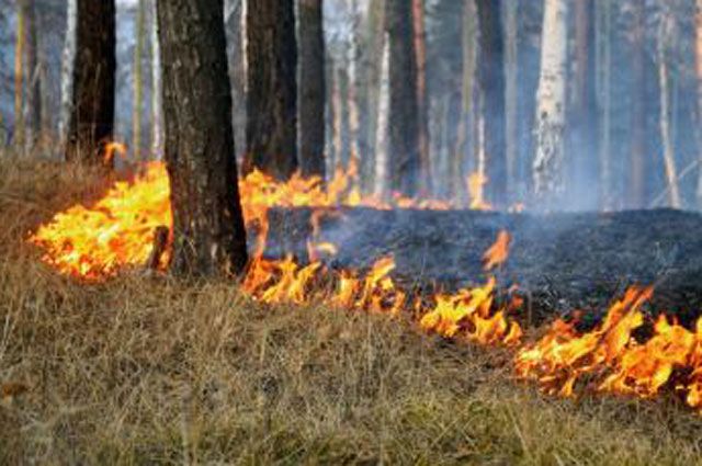 Погода помогла справиться с лесными пожарами. 