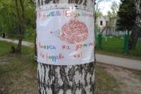 На улицах Академгородка появились плакаты, призывающие водителей быть осторожнее на дорогах из-за ежей.