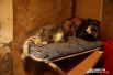 У каждого кота есть своя постель