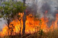 Лесные пожары стали причиной запрета на посещение лесов.