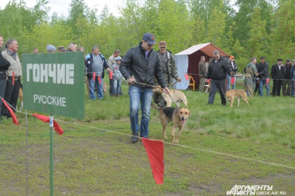 Выставка охотничьих собак.