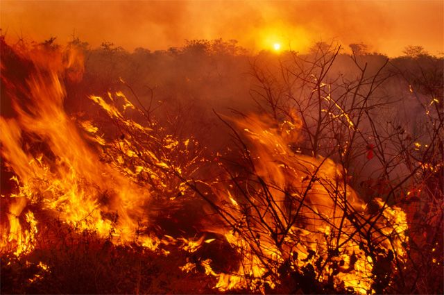 Это уже третий лесной пожар на Камчатке с начала года.