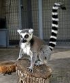 Кошачьи лемуры