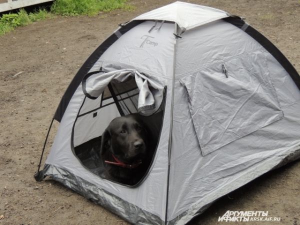 В таких палатках собаки-спасатели живут в походах. 