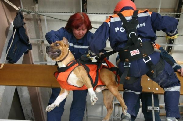 Собаки-спасатели - полноправные участники поисково-спасательной операции. 