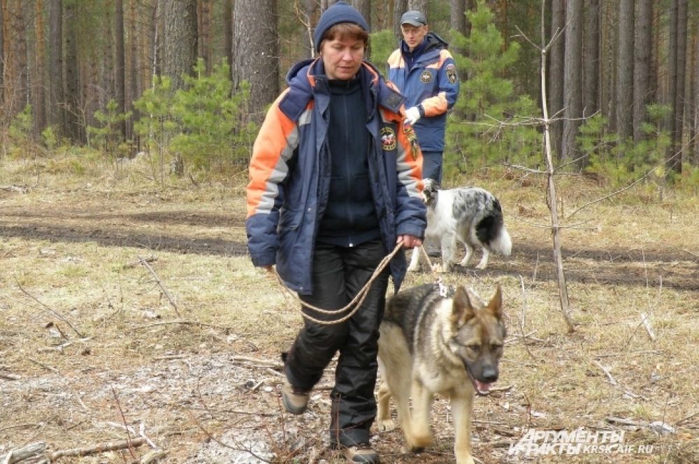 Собаки ищут пропавших людей в лесу.