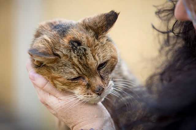 Старейшая в мире кошка скончалась в Англии | Общество | Аргументы и Факты
