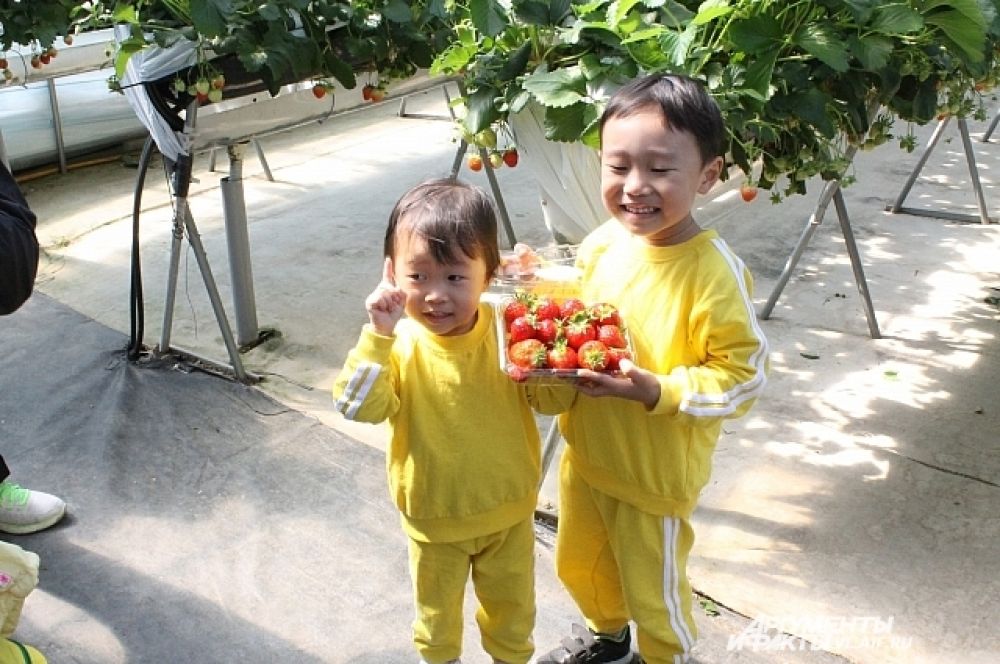 Малыши с удовольствием собирали ягоды.