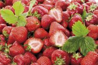 С какими продуктами есть ягоды