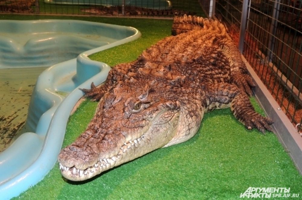 Крокодил Валера постоянно следит за посетителями.