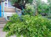 Поваленное дерево в Алуште