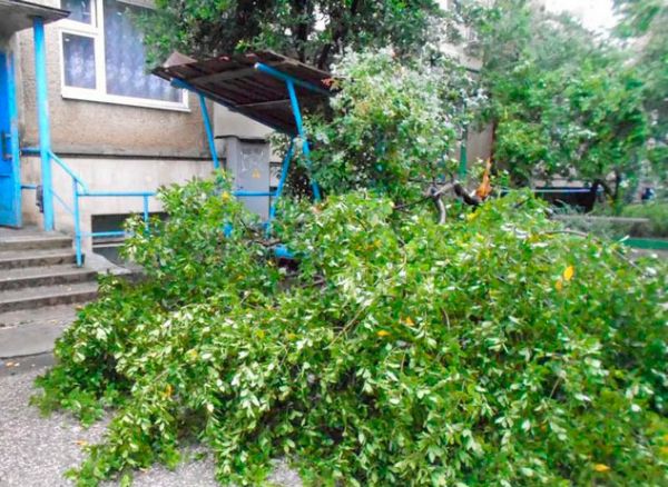 Поваленное дерево в Алуште