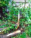 Остатки поваленного ливнем дерева в Алуште