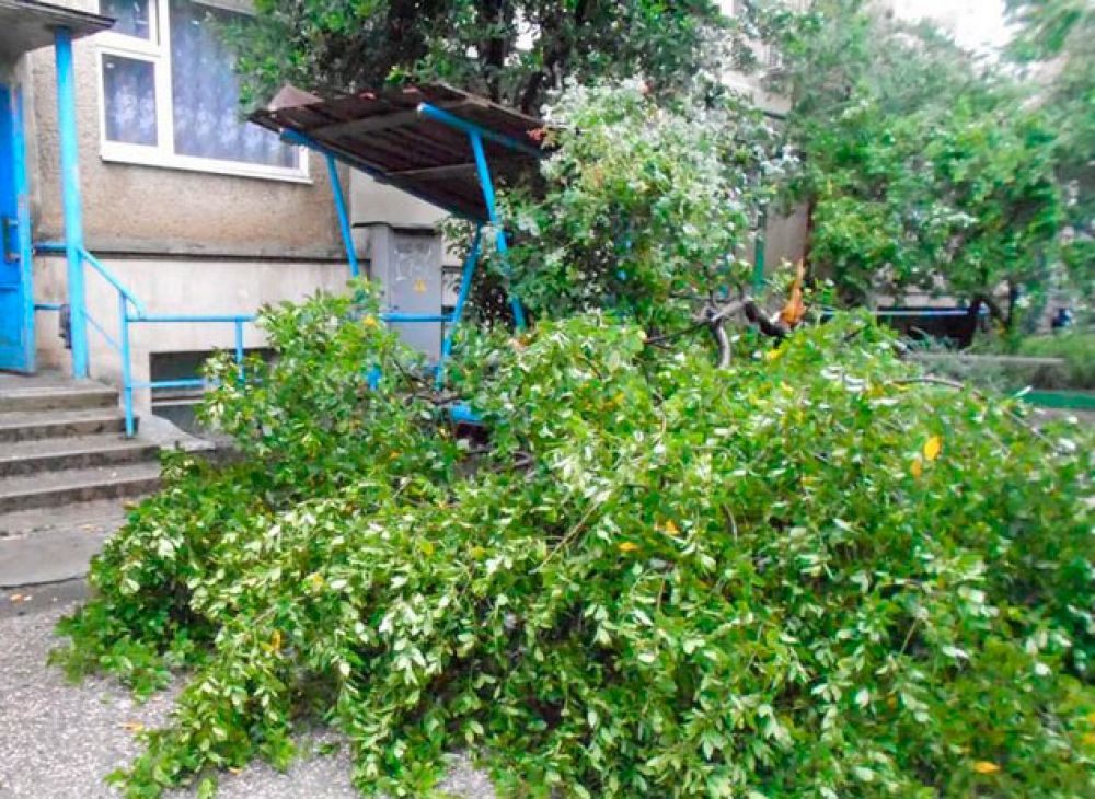 Поваленное дерево в Алуште