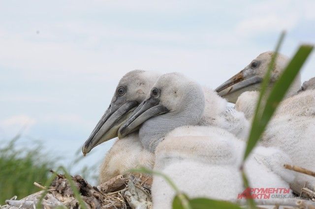 Молодые пеликаны могут не успеть встать на крыло до холодов.