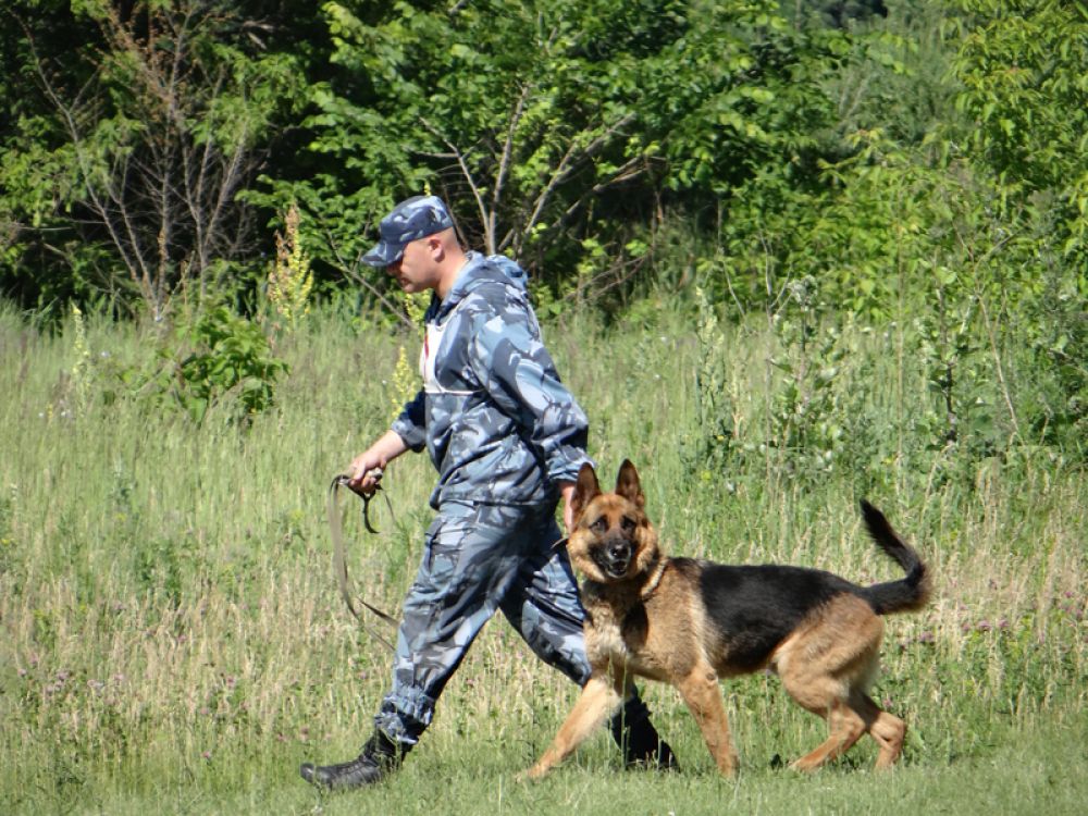 Проверяли кинологов по двум дисциплинам: общий курс дрессировки, послушание, контакт кинолога с собакой, преодоление препятствий, а также: лобовая атака, обыск транспорта, обыск объектов