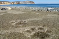 Следы тигра на прибрежном песке.