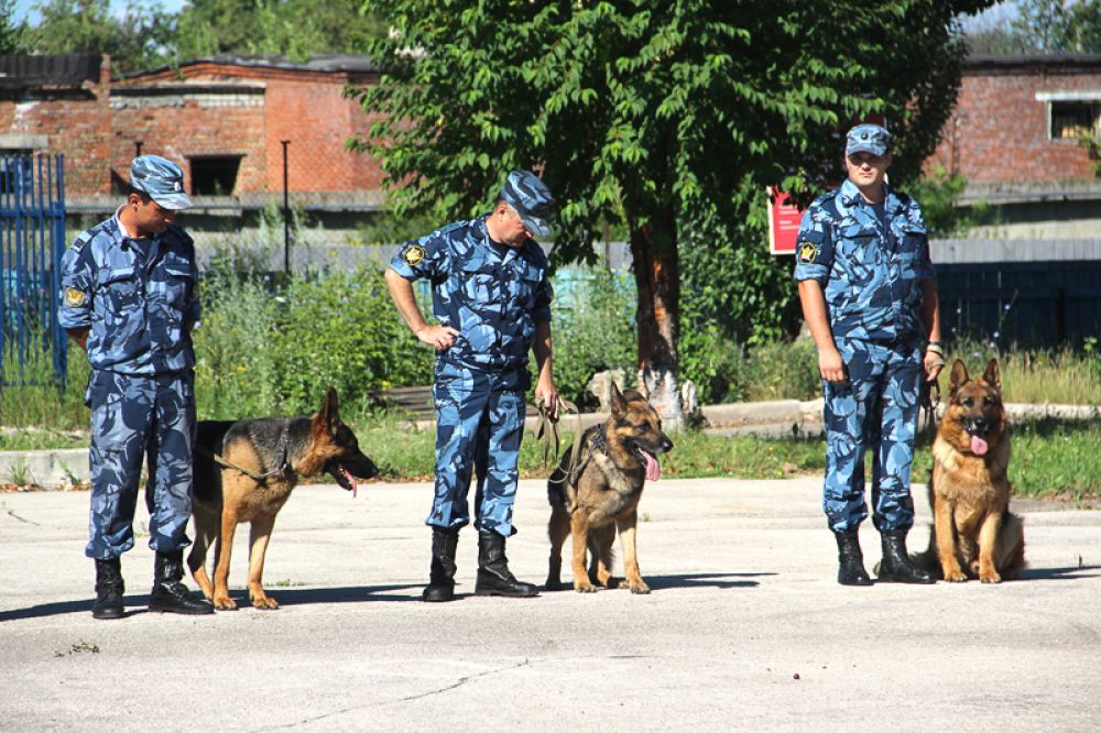 03. Есть здесь и четвероногие специалисты своего дела.