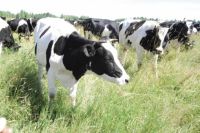 Лучшие хозяйства Прикамья дают по 8 тыс. тонн молока в год.