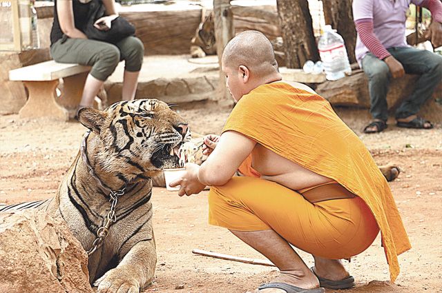 Тигры понимают, что они и монахи - братья, поэтому не нападают. 