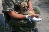 Пес Жужа