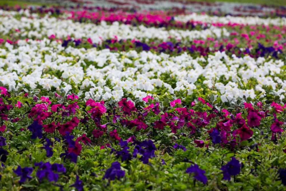 В рамках акции «Цветущая Казань» высажены цветы на площади 59 тыс.кв.м