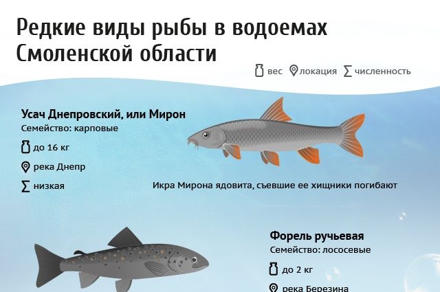 Разнообразие рыб в Карелии