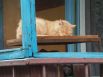 К мирной жизни в городе возвращаются и животные