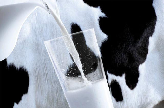 Объемы производства молока в регионе растут.