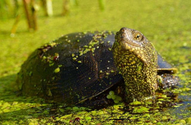 Европейская болотная черепаха. 
