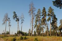 В лесах Омской области собираются навести порядок.