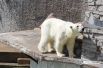 Медведица Услада живет в зоопарке более 30 лет.